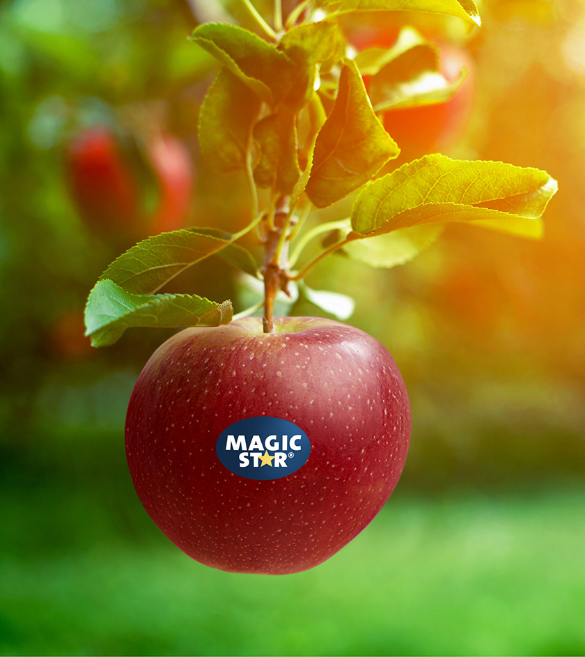 Proprietary variety management to bring new apple variety to u s 